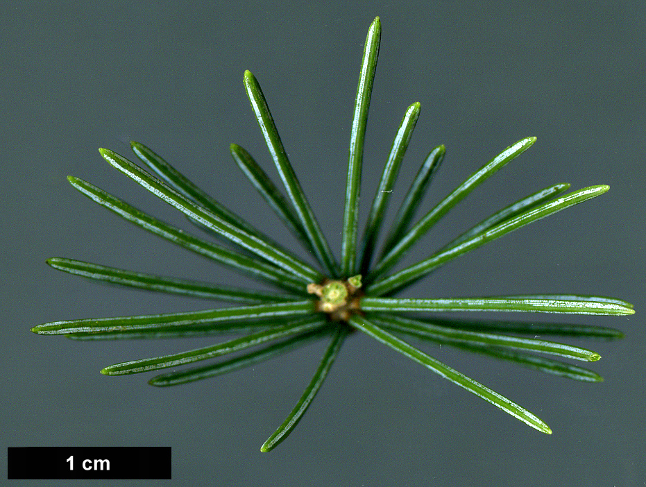 High resolution image: Family: Pinaceae - Genus: Picea - Taxon: ×hurstii (P.engelmannii × P.pungens)